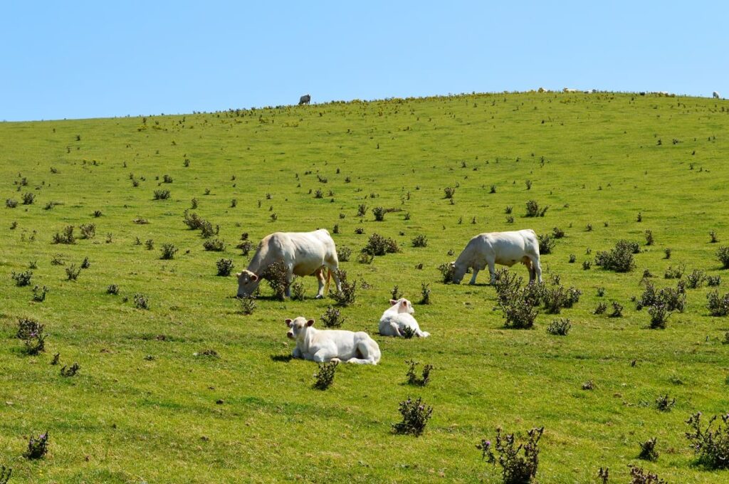 Cap Blanc Nez koeien pvf, wandelen langs de Opaalkust