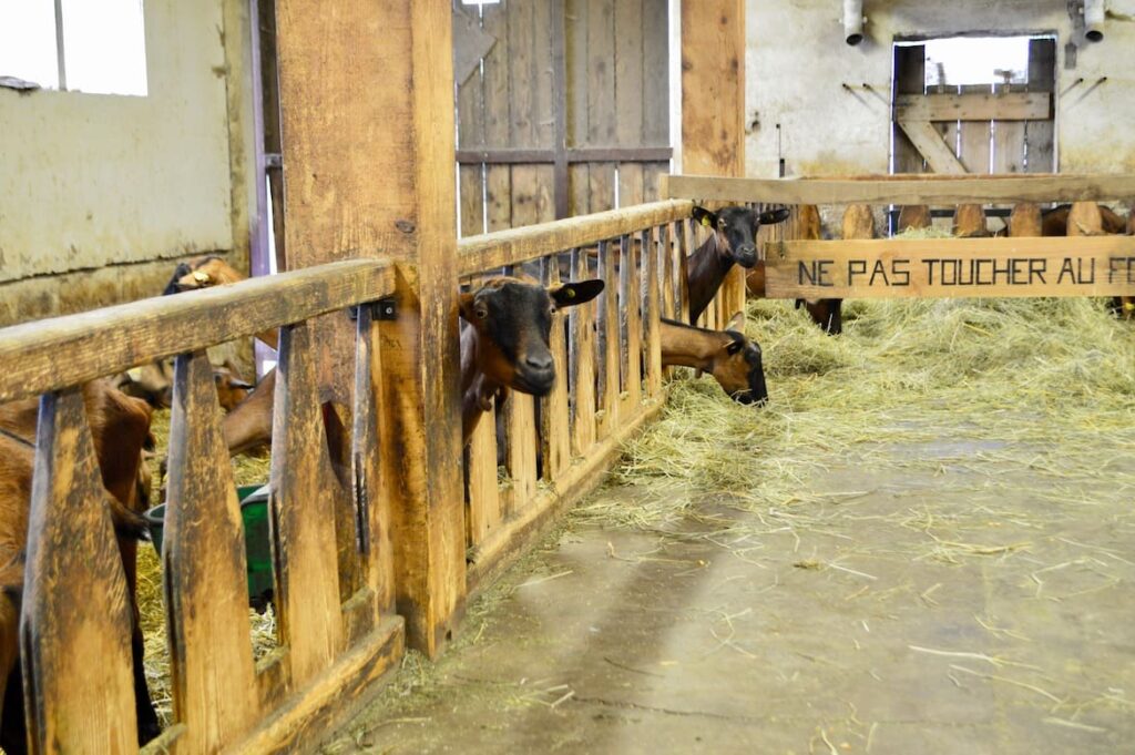 Chevrerie geiten pvf, Vogezen regen