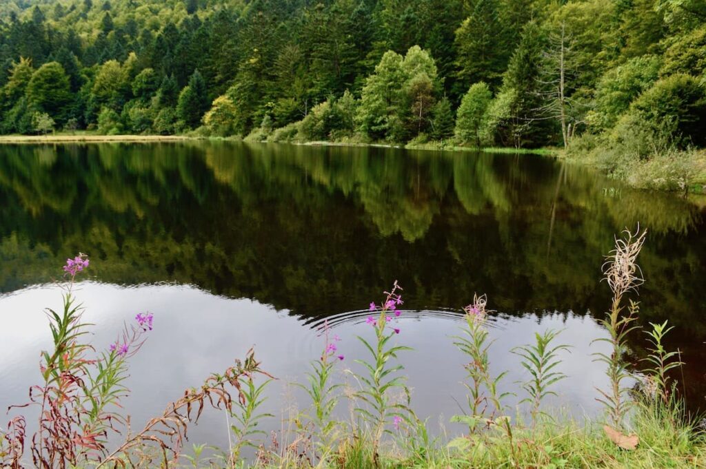 Lac de Blanchemer bloemen wandelen vogezen pvf, La Bresse
