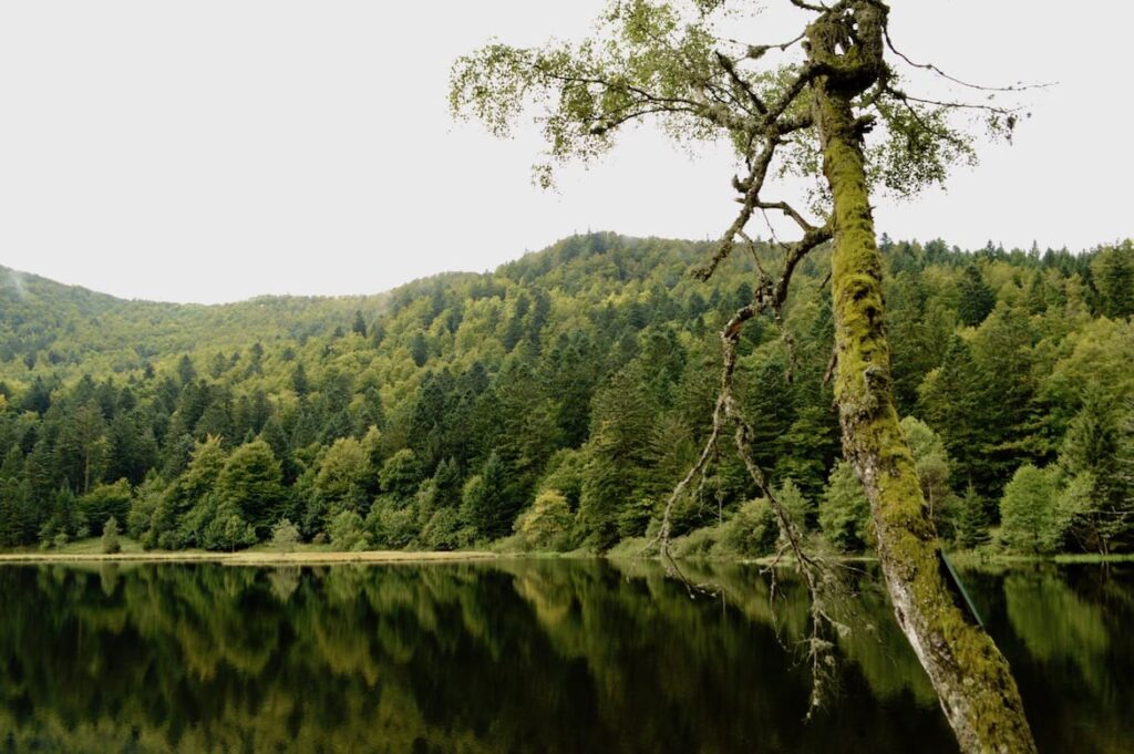 Lac de Blanchemer landschap wandelen vogezen pvf, wandelen La Bresse Vogezen