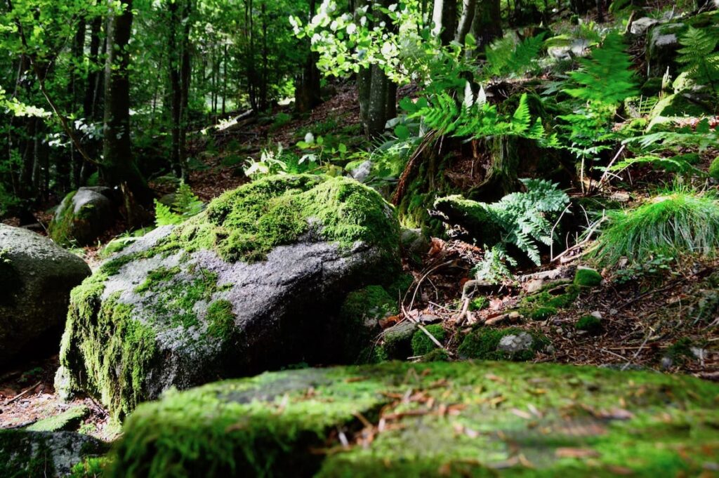 Lac de Lispach bos wandelen vogezen pvf, La Bresse
