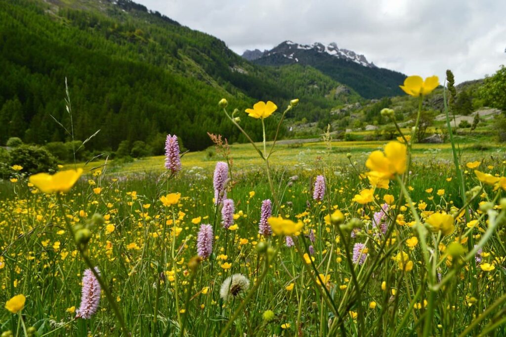 Vallee Claree bloemen PVF, Vallée de la Clarée