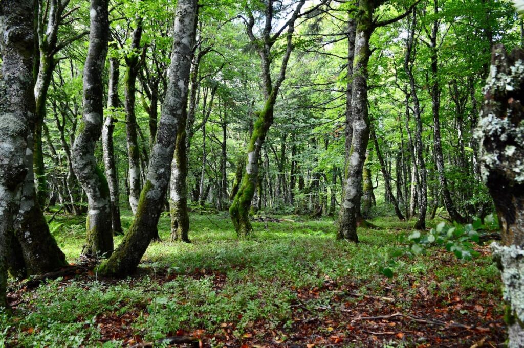 Bossen les Trois Fours wandelen vogezen PvF, wandelen Falaises Martinswand