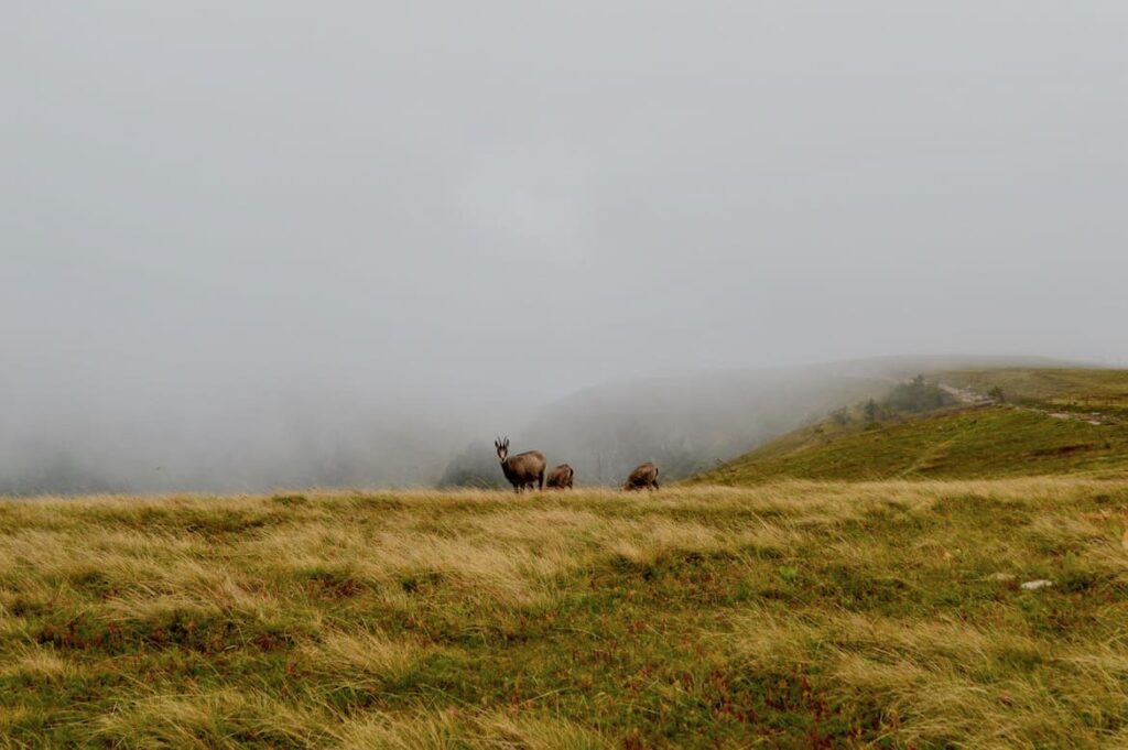 Close up Gemzen wandelen vogezen PvF, wandelen Falaises Martinswand