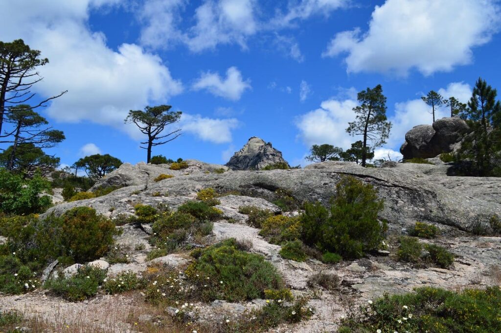 Massif Ospedale PVF, Natuur Corsica