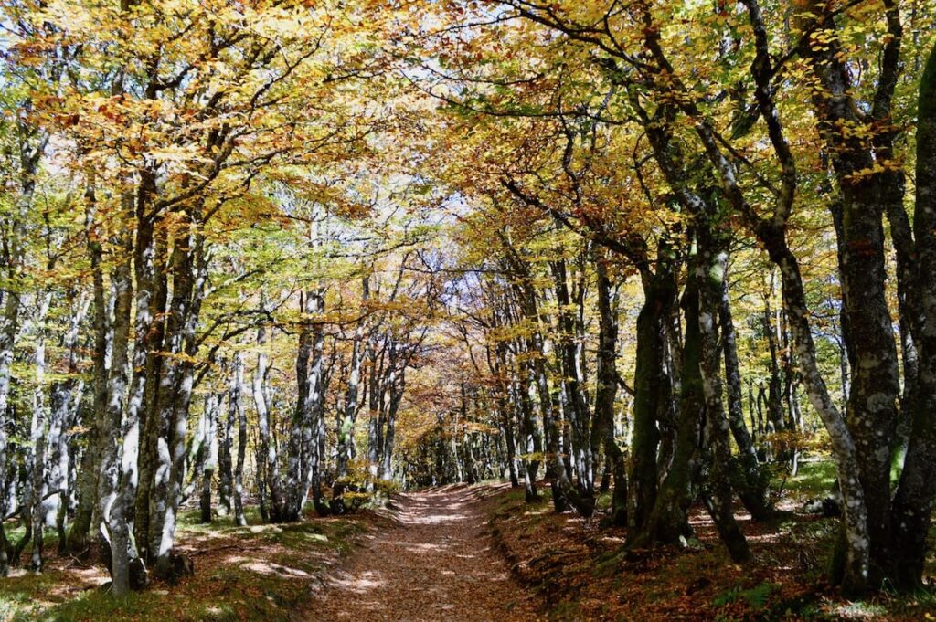 Sentier des roches 10 wandelen vogezen PvF, Sentier des Roches