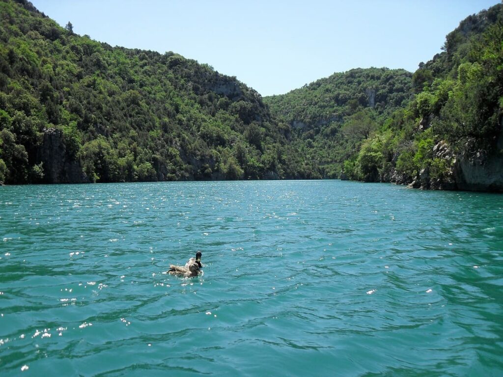 Basses Gorges eendjes PVF, Gorges du Verdon