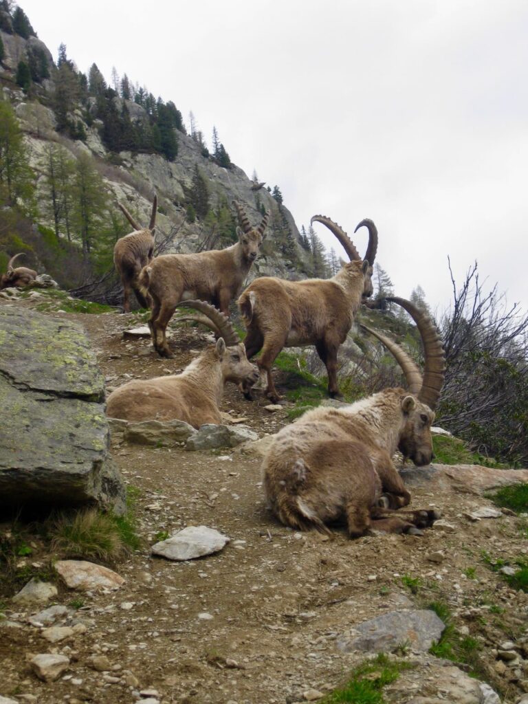 Wandeling Col Montets 5 PVF, Chamonix