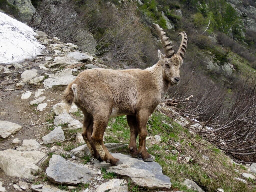 Wandeling Col Montets 6 PVF, Chamonix