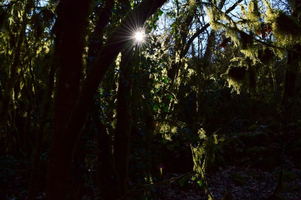 Bois Paiolive PVF, Ardèche