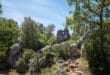 Bois de Paiolive Ardeche shutterstock 1544948498, campings in de Ardèche