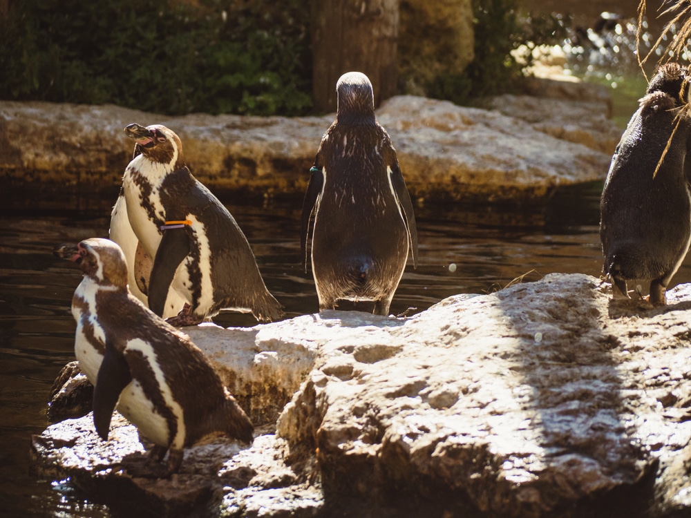 Bioparc de Doue la Fontaine 1834248649, leukste dierentuinen frankrijk