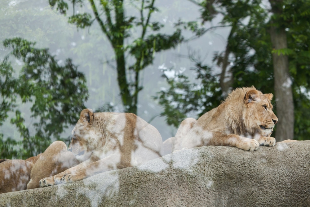 Parc Zoologique de Paris 2 483524824, leukste dierentuinen frankrijk