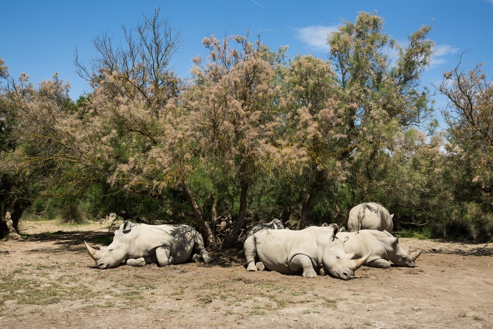 Reserve Africaine de Sigean 2109017843, leukste dierentuinen frankrijk