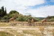 Reserve Africaine de Sigean 2149360557, Meer van Genève