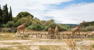 Reserve Africaine de Sigean 2149360557, Basses Gorges du Verdon