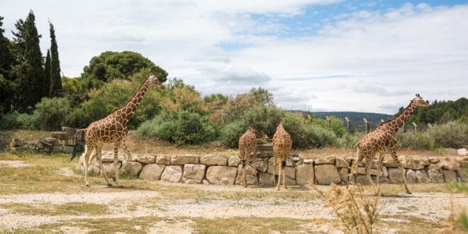 Reserve Africaine de Sigean 2149360557, Route des Grandes Alpes