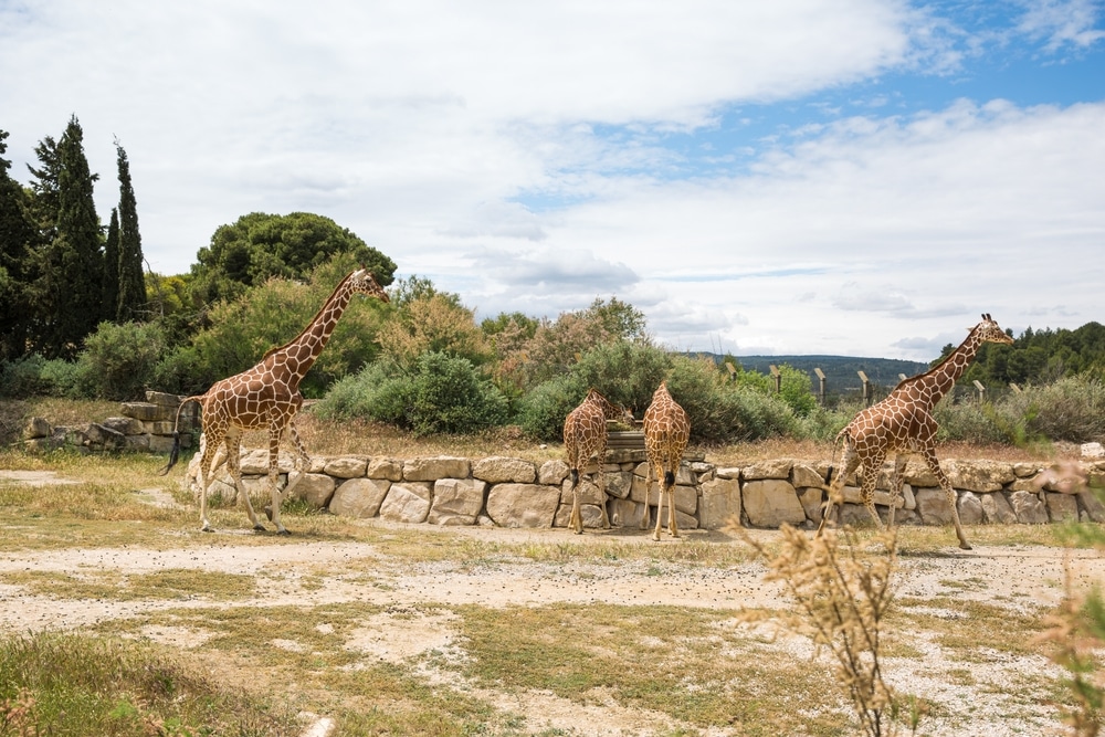 Reserve Africaine de Sigean 2149360557, leukste dierentuinen frankrijk