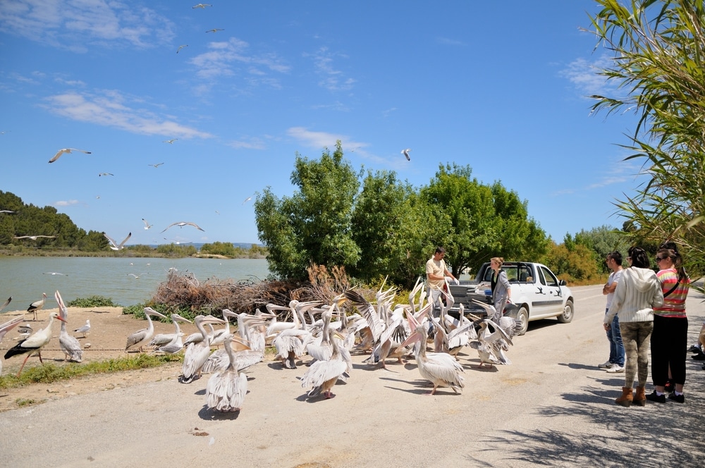 Reserve Africaine de Sigean 747461239, leukste dierentuinen frankrijk