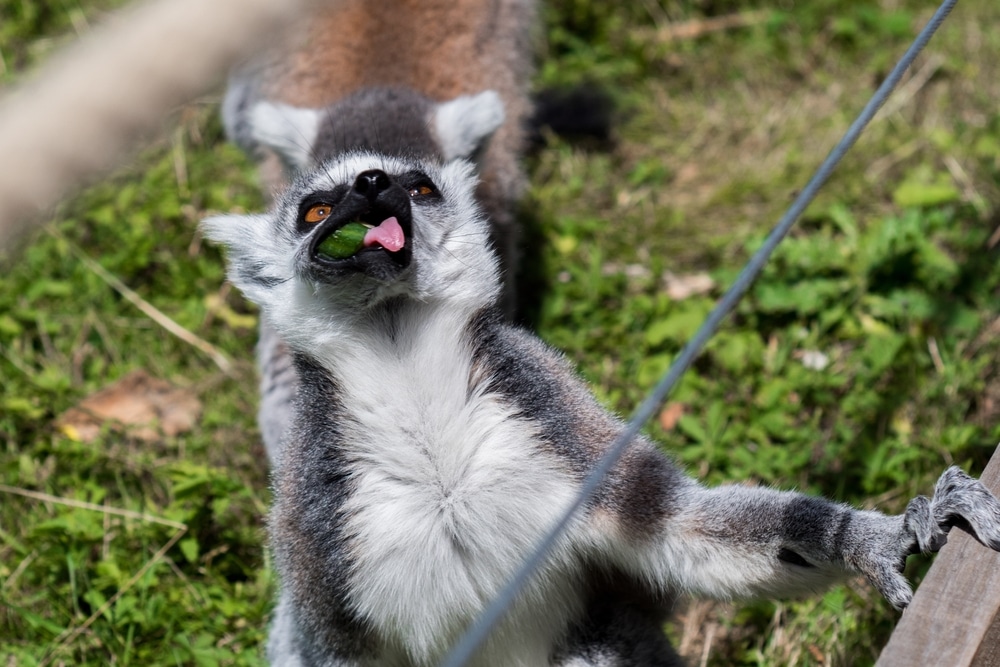 Thoiry ZooSafari 2121427016, leukste dierentuinen frankrijk