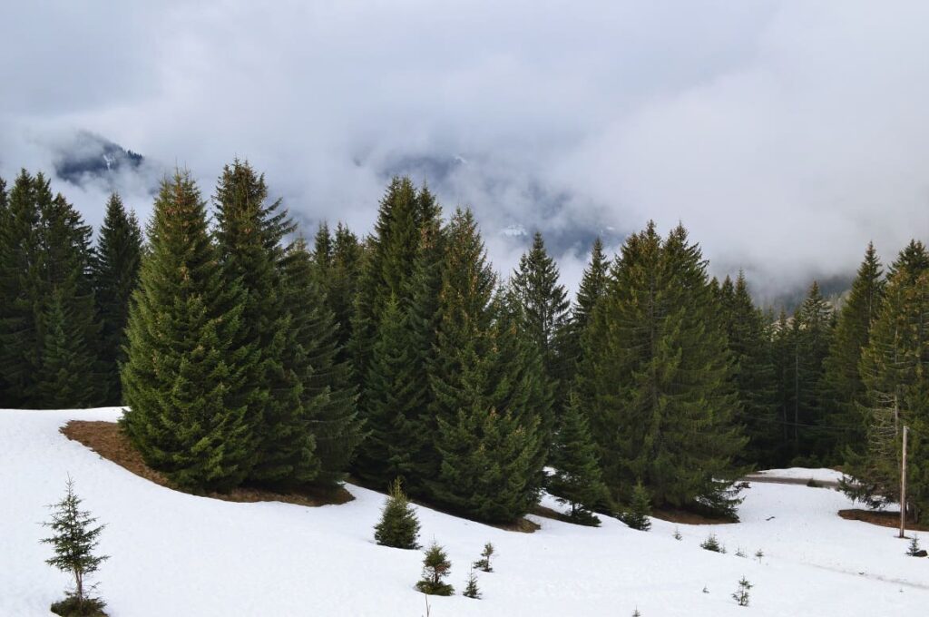 Wandelen Petit Chatel 4 PVF, Wandelen Châtel Franse Alpen