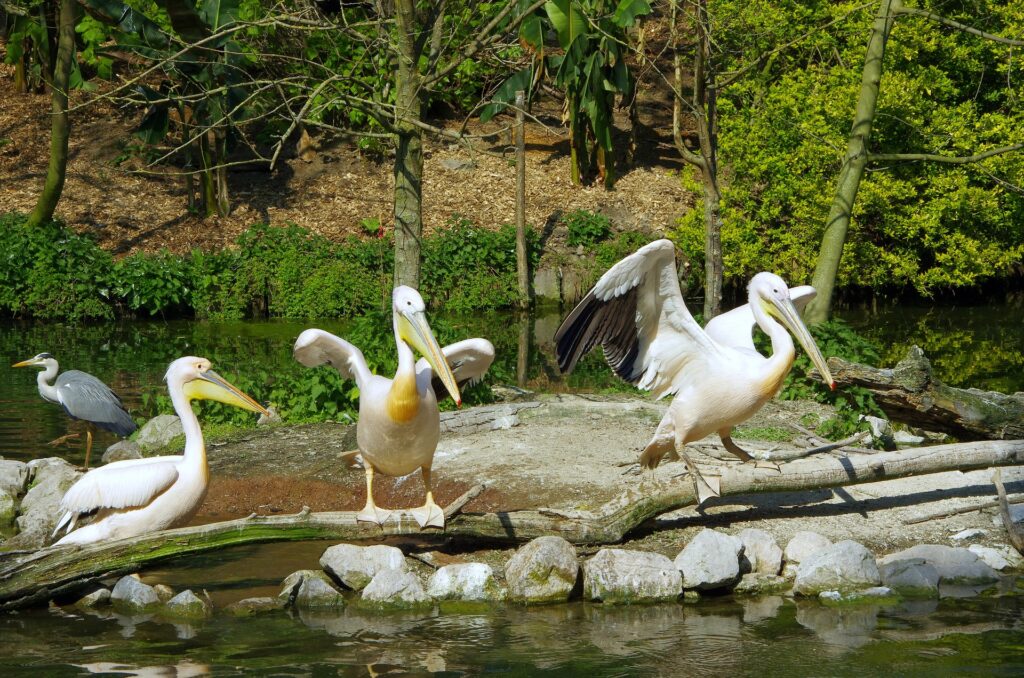 Zoo de Lille Lille PX 1, leukste dierentuinen frankrijk