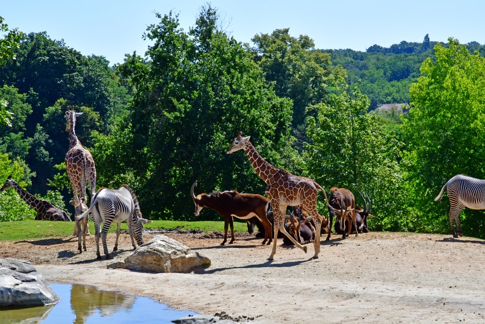 ZooParc Beauval 4 1933928789, leukste dierentuinen frankrijk