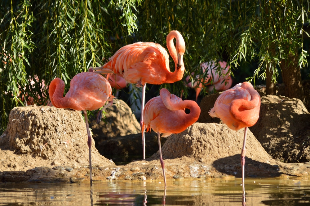 Zoo de La Palmyre 1805170924, leukste dierentuinen frankrijk