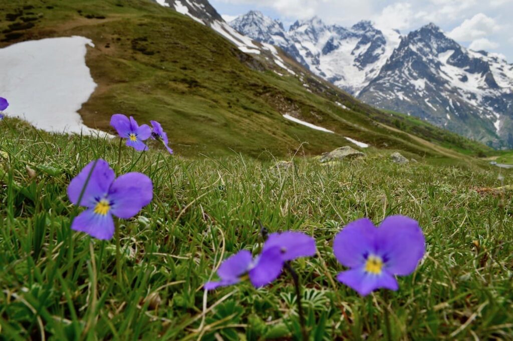 Alpenbloemen PVF, Route des Grandes Alpes