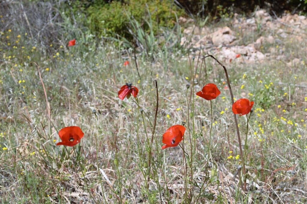 Calanques de Piana bloemen PVF, Wandelen Corsica