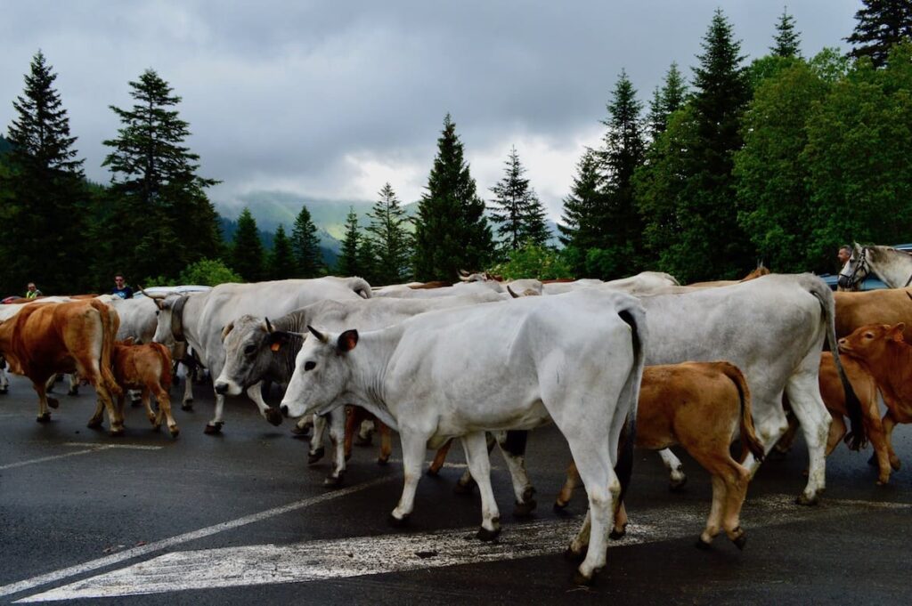 Col Turini koeien PVF, Route des Grandes Alpes