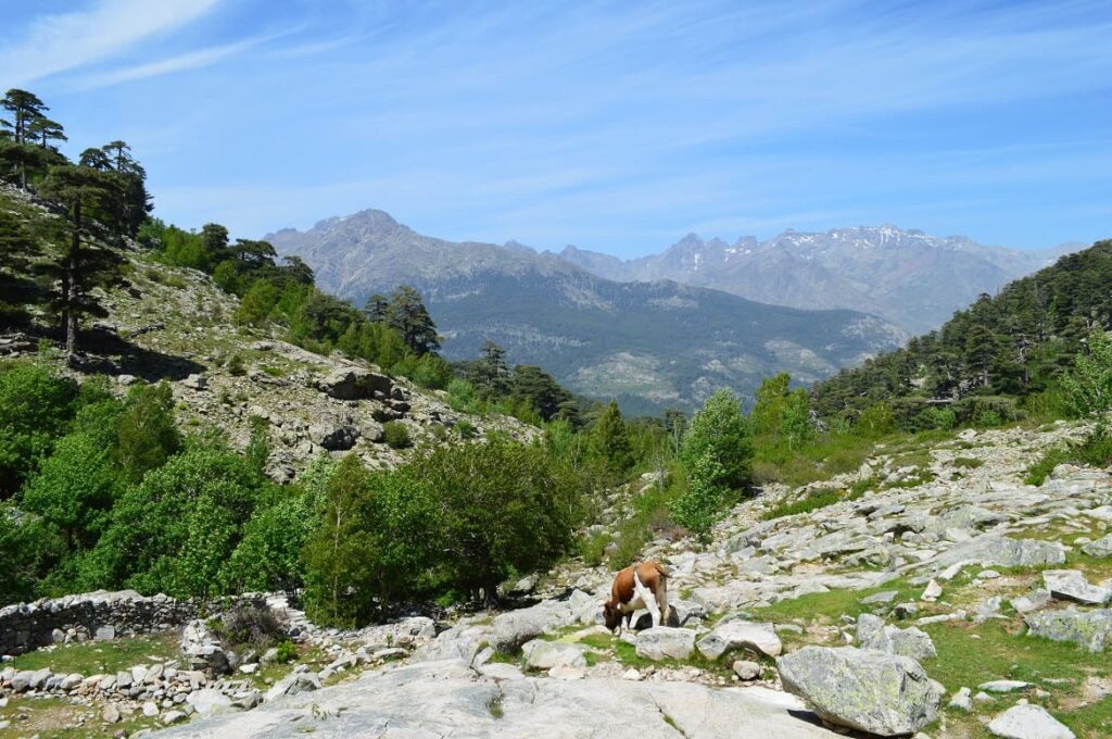 Lac de Nino wandelen PVF, Wandelen Corsica