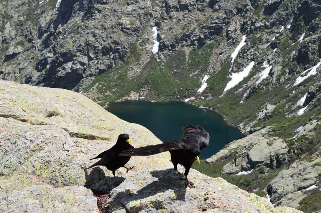 Vogels Lac de Capitello PVF, Wandelen Corsica