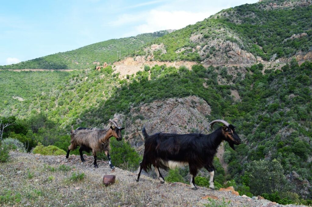 Corsica geiten PvF, vakantie corsica
