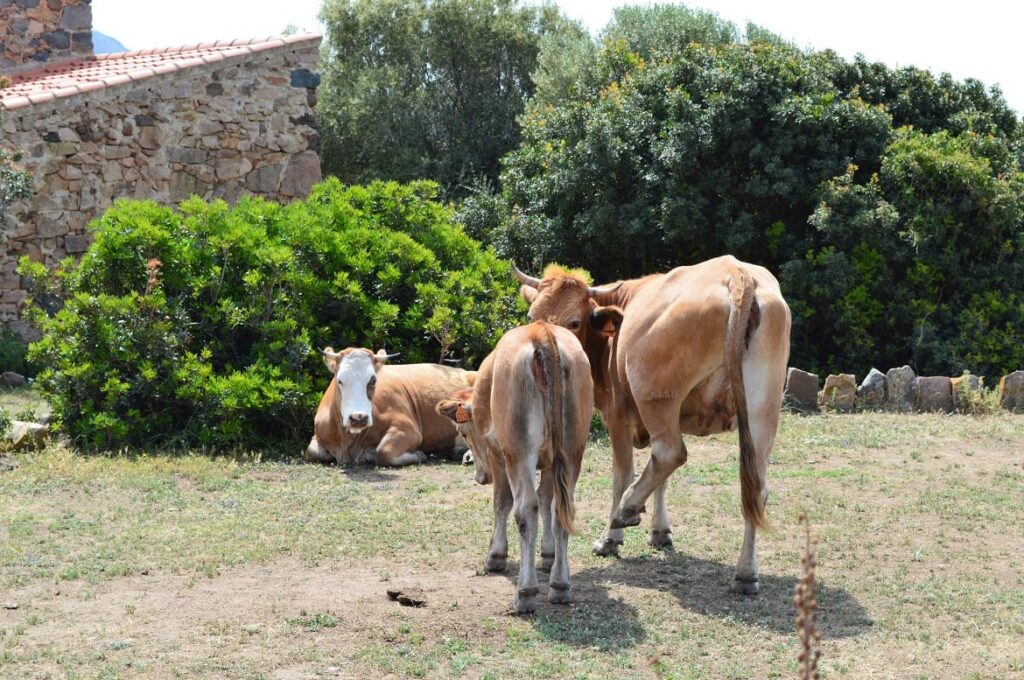 Corsica koetjes PvF, vakantie corsica