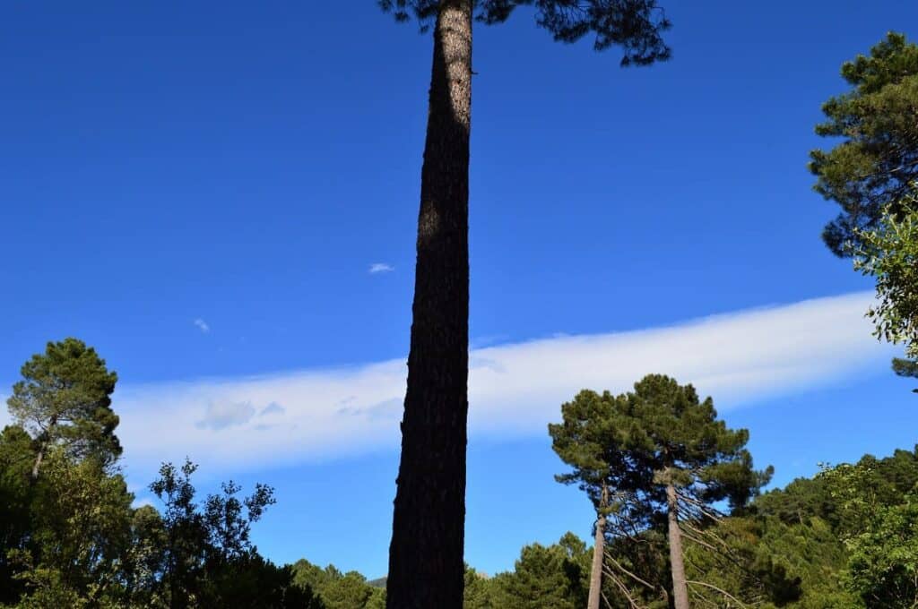 Kamperen Corsica PvF, vakantie corsica