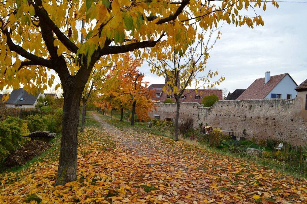 Kientzheim muren PVF, Kaysersberg-vallei