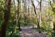 Wandelen in de Ardeche Sprookjesbos Bois de Paiolive, Ardèche