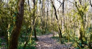 Wandelen in de Ardeche Sprookjesbos Bois de Paiolive, nationale parken Frankrijk