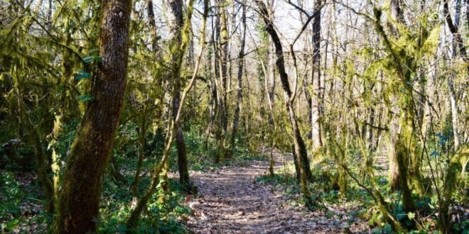 Wandelen in de Ardeche Sprookjesbos Bois de Paiolive, Luberon