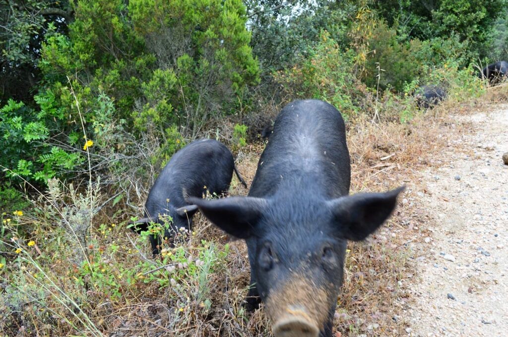 Wild zwijntje Corsica PvF, vakantie corsica