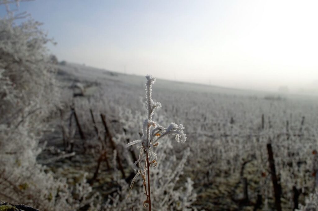 Wijnvelden in de Elzas in de winter