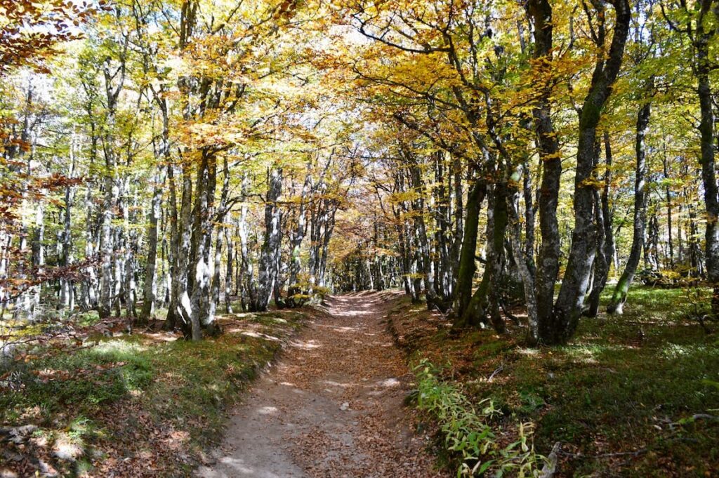 Herfst bos trois fours PVF, Najaar Hoge Vogezen