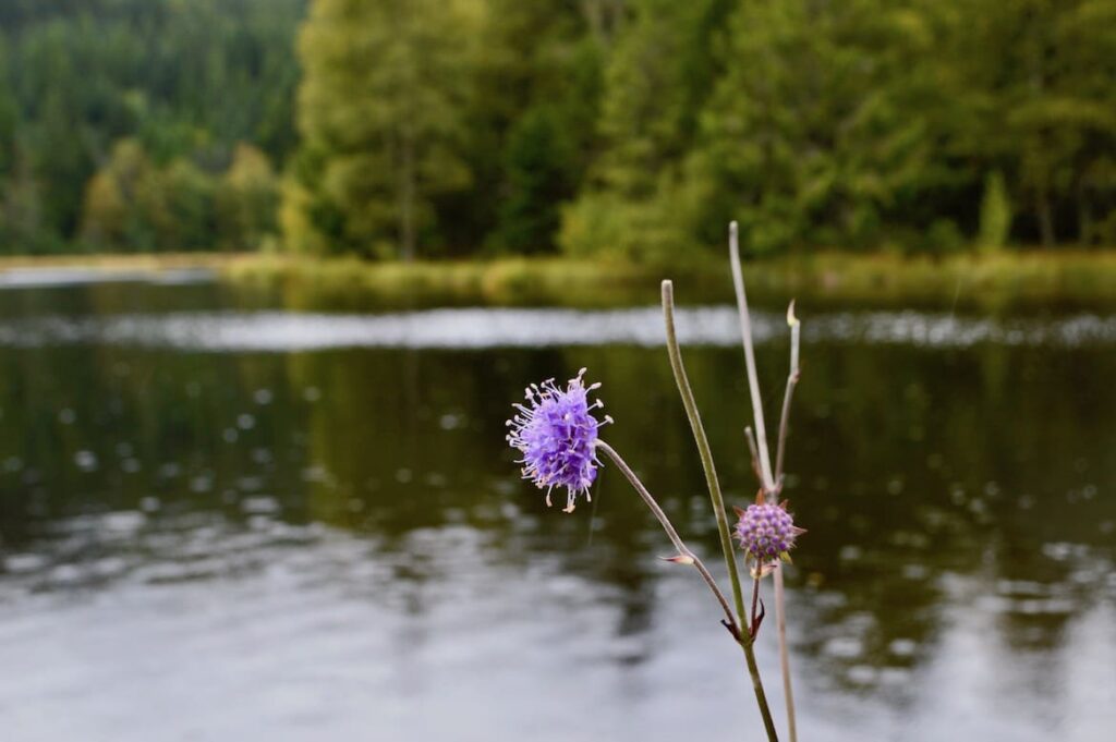 Lac de Lispach PVF, najaar in de hoge Vogezen