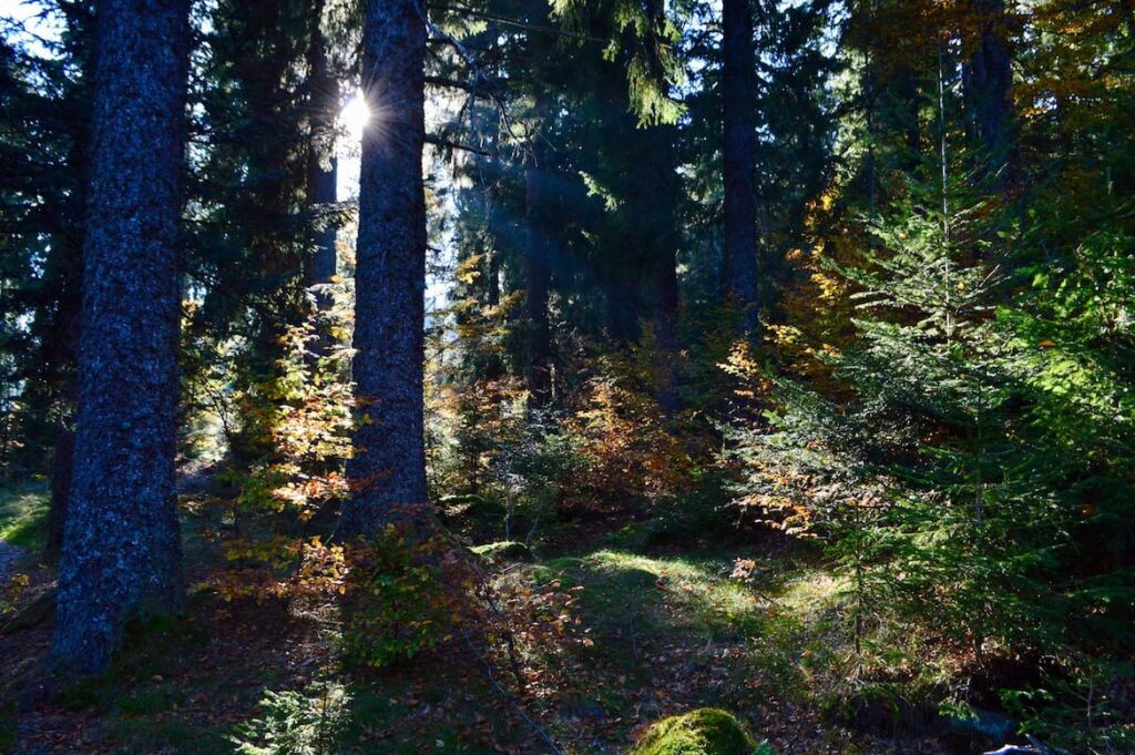 Vogezen herfst bos lac vert PVF, Najaar Hoge Vogezen