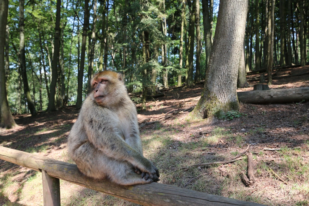 Montagne des Singes 1371972266, Bezienswaardigheden in de Elzas