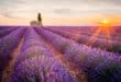 Lavendelvelden Provence 320733584, wandelen in de Franse Alpen