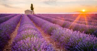 Lavendelvelden Provence 320733584,