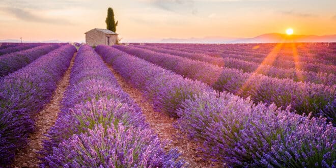 Lavendelvelden Provence 320733584, camping côte d'azur aan zee