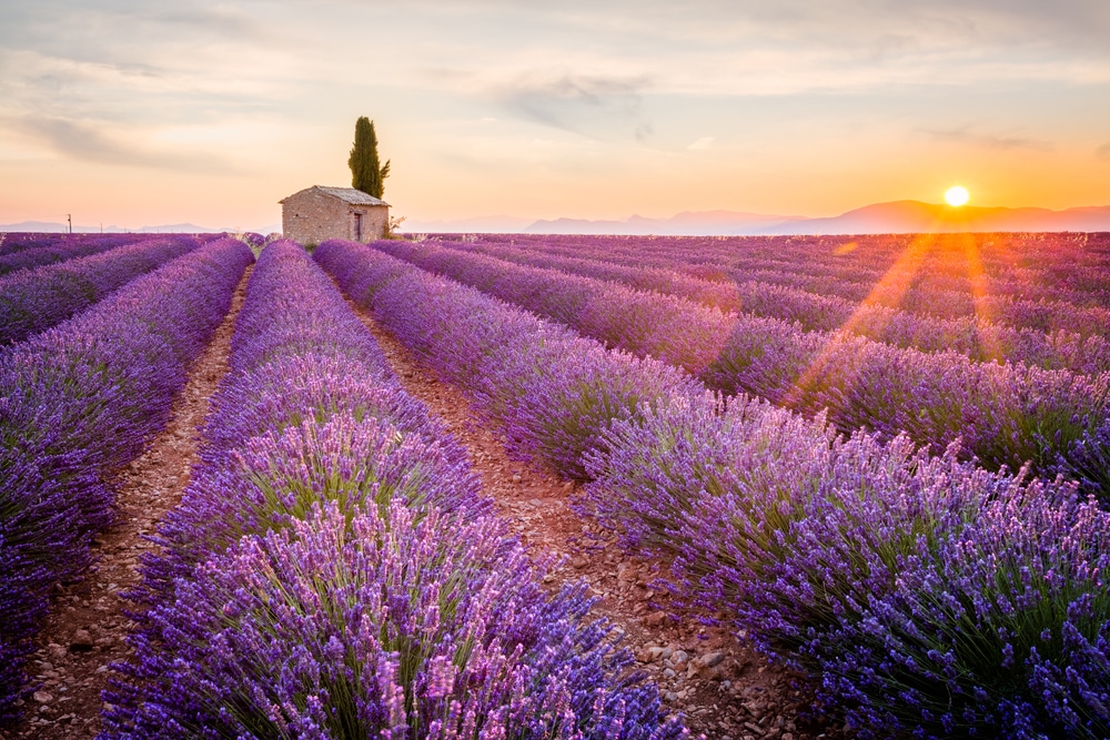 Lavendelvelden Provence 320733584, lavendelvelden Provence